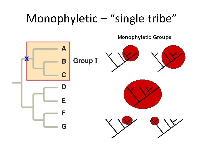 Monophyletic – “single tribe” 