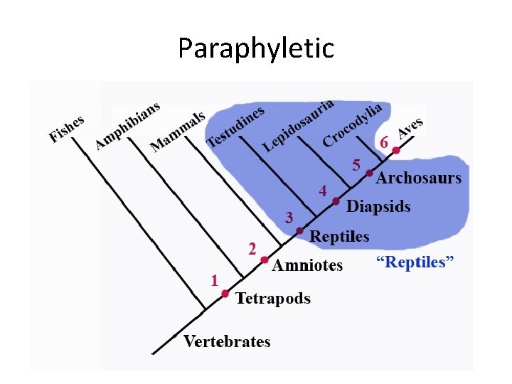 Paraphyletic 