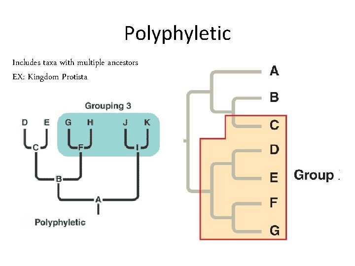 Polyphyletic Includes taxa with multiple ancestors EX: Kingdom Protista 