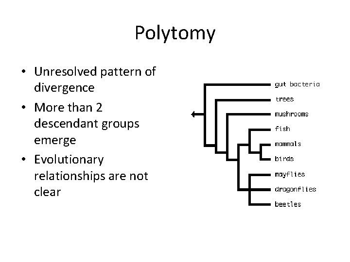 Polytomy • Unresolved pattern of divergence • More than 2 descendant groups emerge •