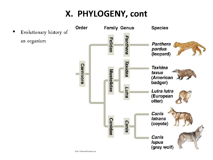 X. PHYLOGENY, cont • Evolutionary history of an organism 