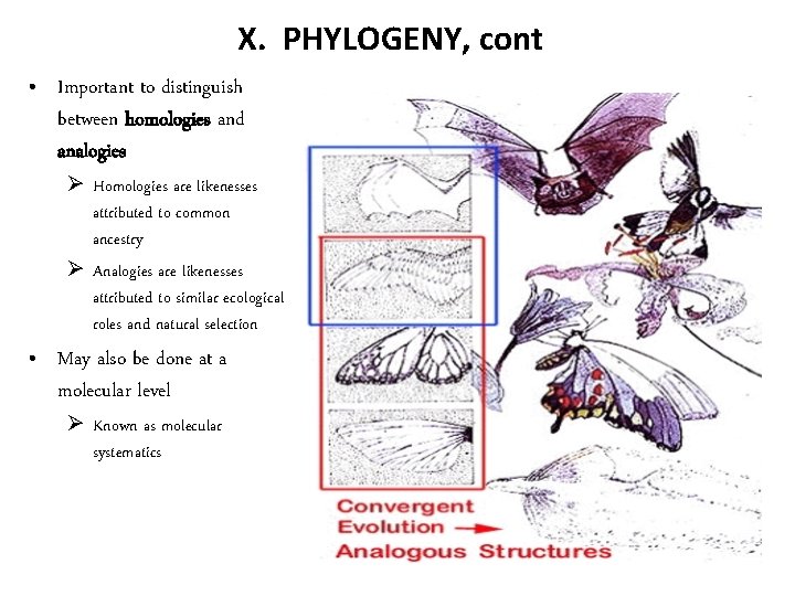 X. PHYLOGENY, cont • Important to distinguish between homologies and analogies Ø Homologies are