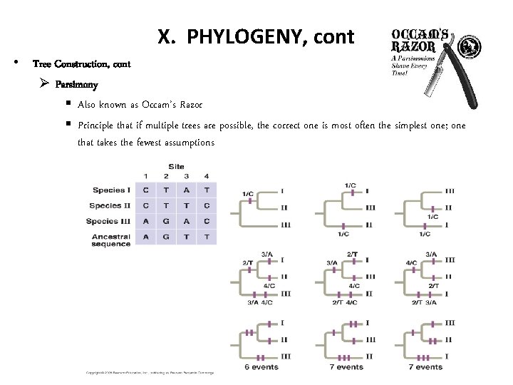 X. PHYLOGENY, cont • Tree Construction, cont Ø Parsimony § Also known as Occam’s