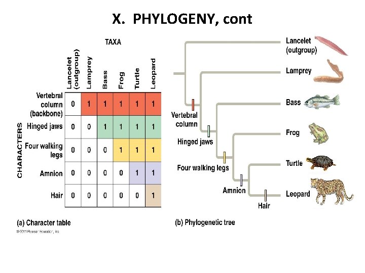 X. PHYLOGENY, cont 