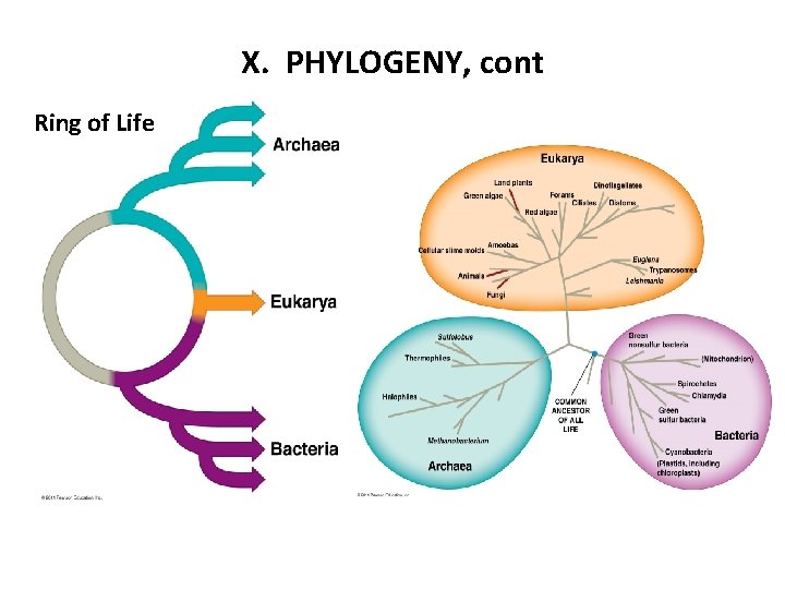 X. PHYLOGENY, cont Ring of Life 