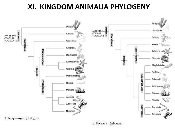 XI. KINGDOM ANIMALIA PHYLOGENY 