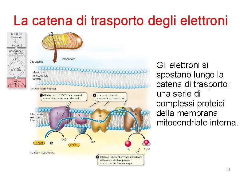 La catena di trasporto degli elettroni Gli elettroni si spostano lungo la catena di