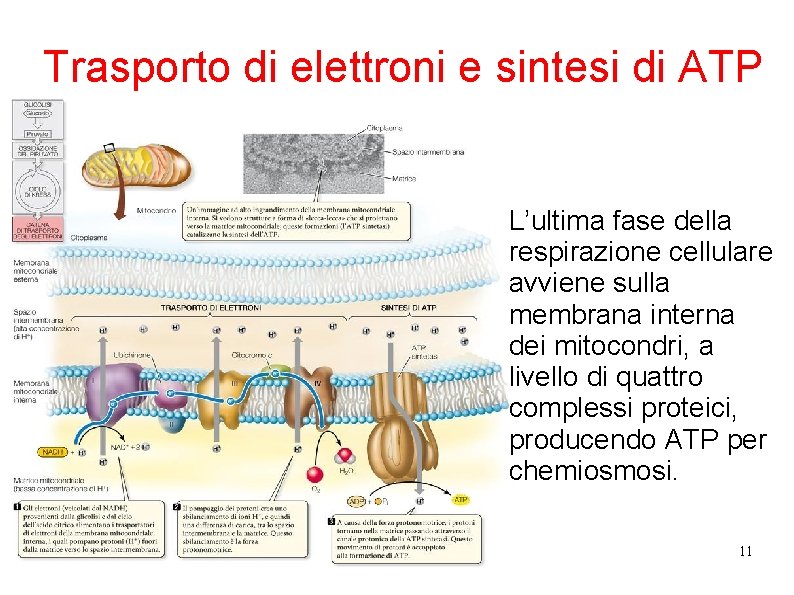 Trasporto di elettroni e sintesi di ATP L’ultima fase della respirazione cellulare avviene sulla