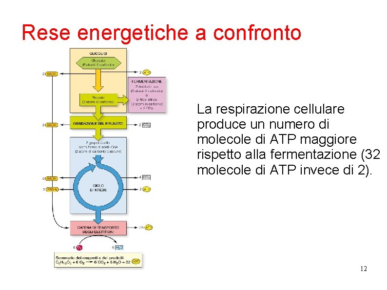 Rese energetiche a confronto La respirazione cellulare produce un numero di molecole di ATP