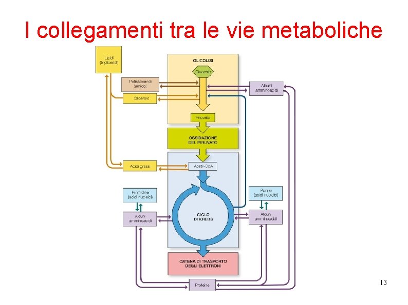 I collegamenti tra le vie metaboliche 13 