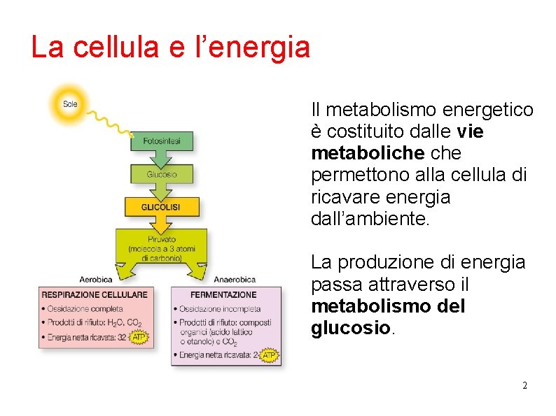 La cellula e l’energia Il metabolismo energetico è costituito dalle vie metaboliche permettono alla