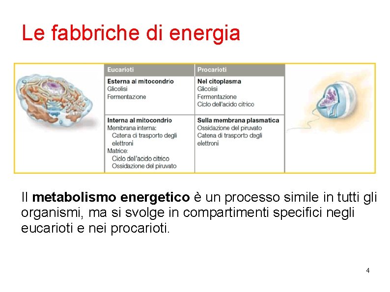 Le fabbriche di energia Il metabolismo energetico è un processo simile in tutti gli