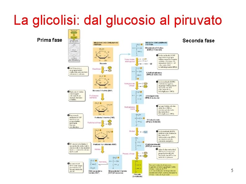 La glicolisi: dal glucosio al piruvato Prima fase Seconda fase 5 