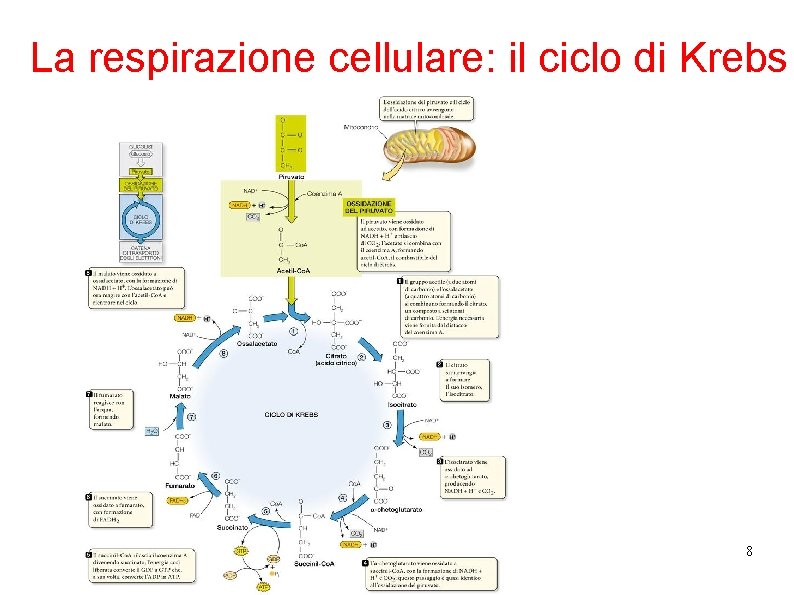 La respirazione cellulare: il ciclo di Krebs 8 