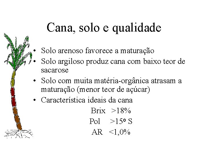 Cana, solo e qualidade • Solo arenoso favorece a maturação • Solo argiloso produz