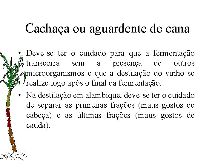 Cachaça ou aguardente de cana • Deve-se ter o cuidado para que a fermentação