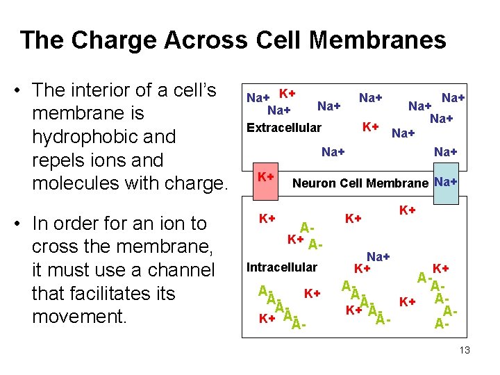 The Charge Across Cell Membranes • The interior of a cell’s membrane is hydrophobic