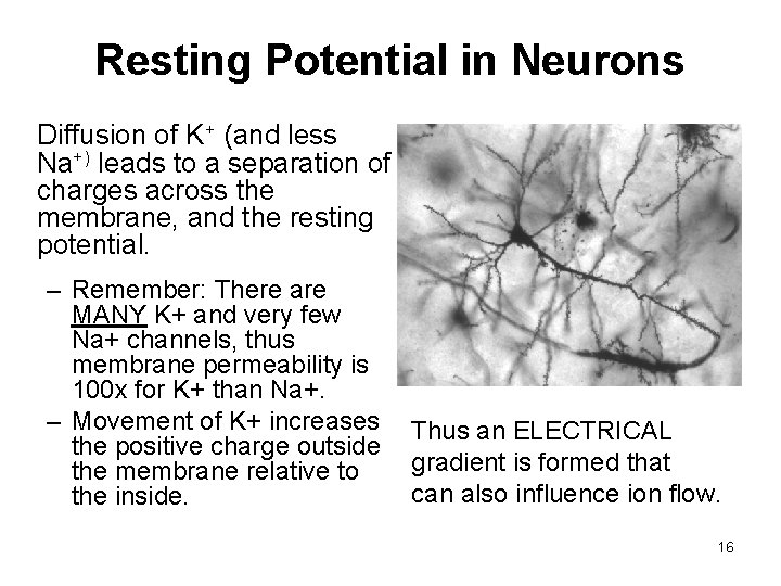 Resting Potential in Neurons Diffusion of K+ (and less Na+) leads to a separation