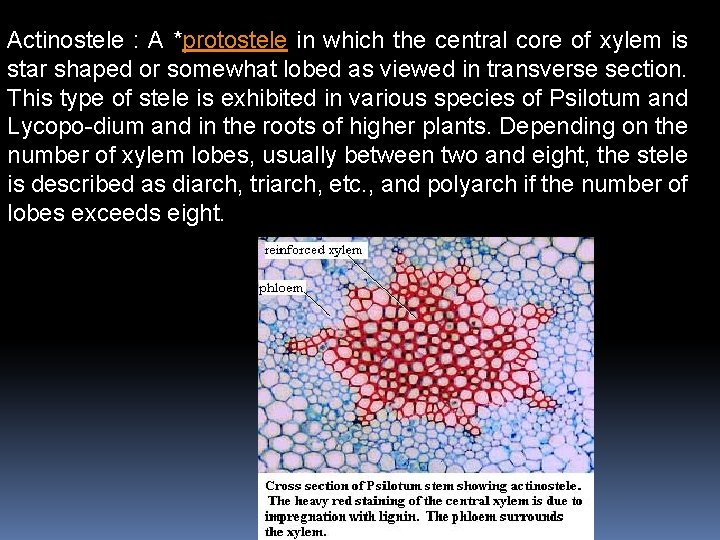 Actinostele : A *protostele in which the central core of xylem is star shaped