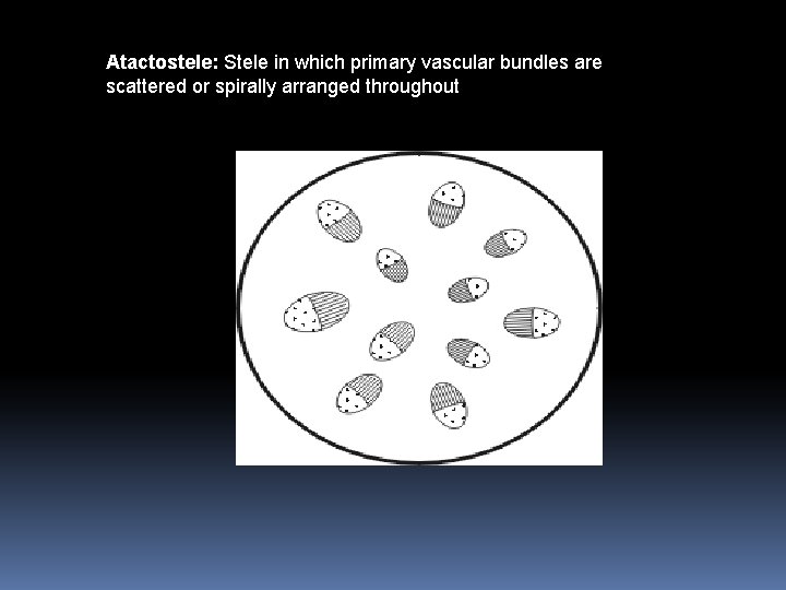 Atactostele: Stele in which primary vascular bundles are scattered or spirally arranged throughout 