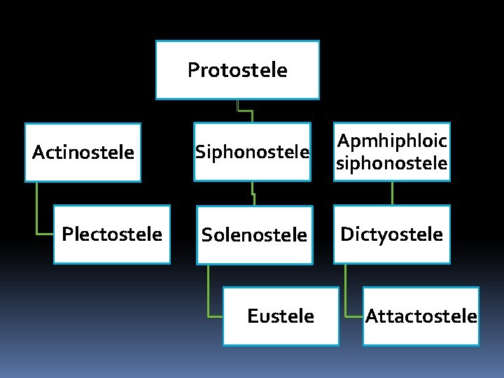 Protostele Actinostele Plectostele Siphonostele Apmhiphloic siphonostele Solenostele Dictyostele Eustele Attactostele 