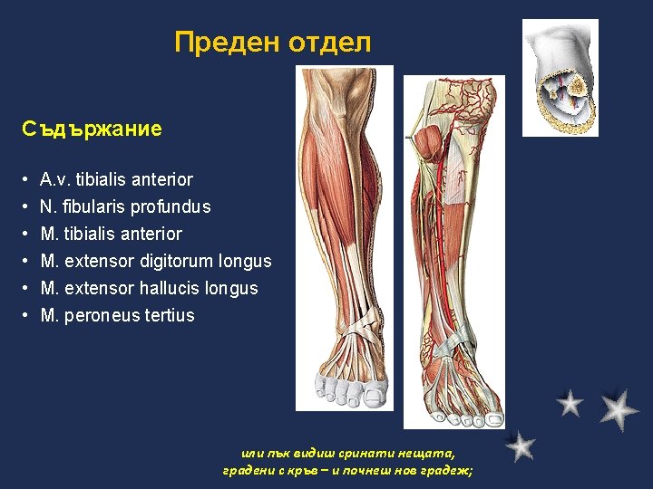 Преден отдел Съдържание • • • A. v. tibialis anterior N. fibularis profundus M.