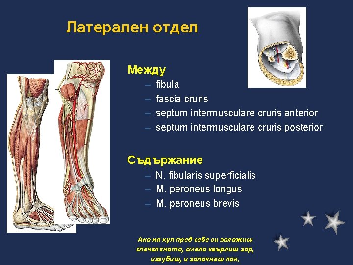 Латерален отдел Между – – fibula fascia cruris septum intermusculare cruris anterior septum intermusculare