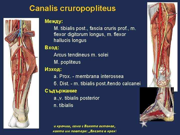 Canalis cruropopliteus Между: M. tibialis post. , fascia cruris prof. , m. flexor digitorum