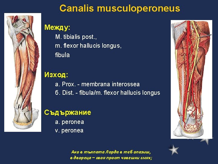 Canalis musculoperoneus Между: M. tibialis post. , m. flexor hallucis longus, fibula Изход: a.
