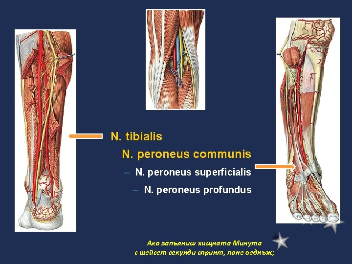 N. tibialis N. peroneus communis – N. peroneus superficialis – N. peroneus profundus Ако