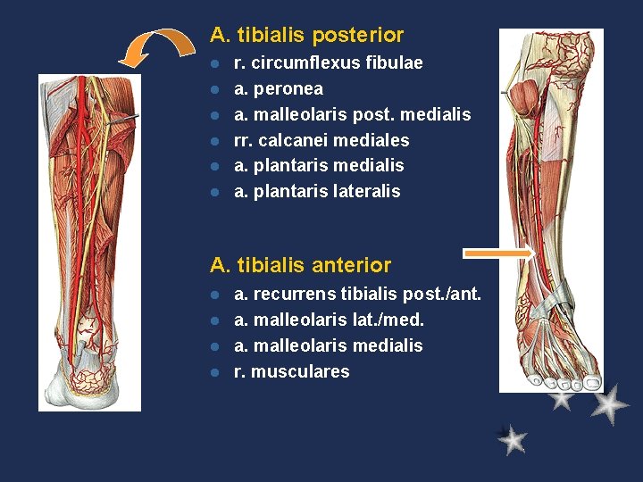 A. tibialis posterior l l l r. circumflexus fibulae a. peronea a. malleolaris post.