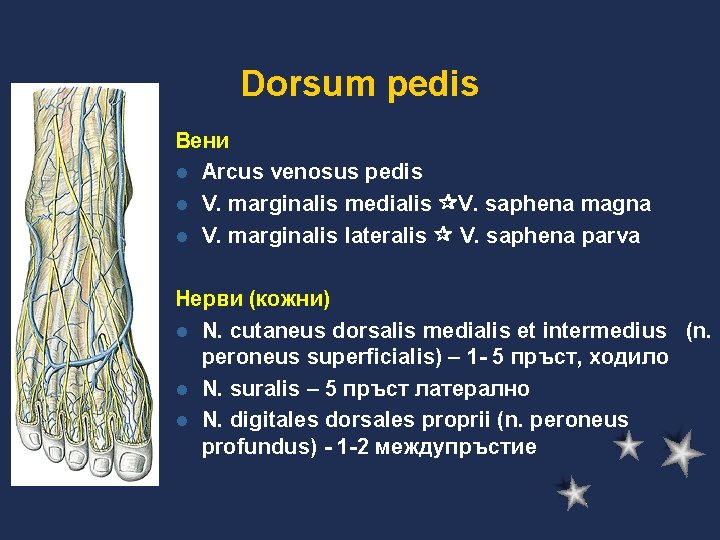 Dorsum pedis Вени l Arcus venosus pedis l V. marginalis medialis V. saphena magna