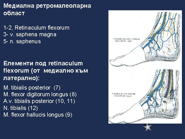 Медиална ретромалеоларна област 1 -2, Retinaculum flexorum 3 - v. saphena magna 5 -