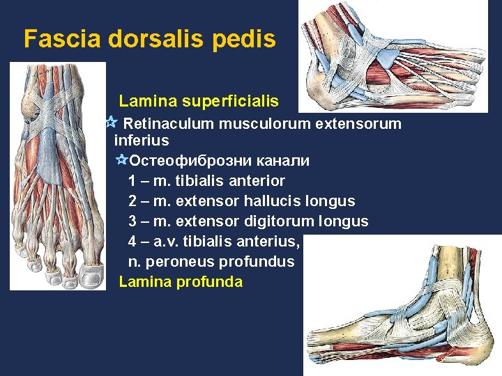 Fascia dorsalis pedis l Lamina superficialis Retinaculum musculorum extensorum inferius Остеофиброзни канали 1 –