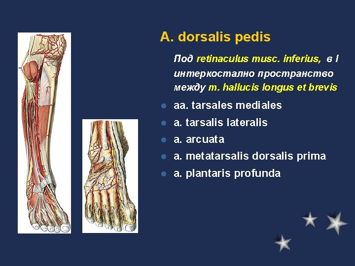 A. dorsalis pedis Под retinaculus musc. inferius, в І интеркостално пространство между m. hallucis