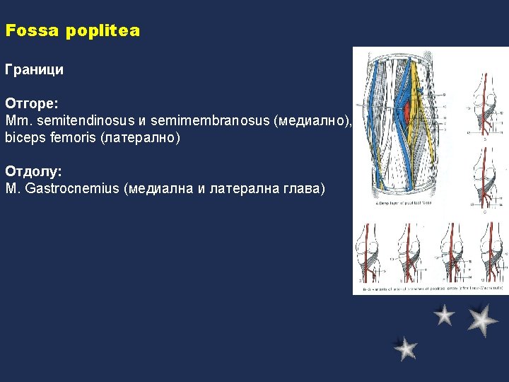 Fossa poplitea Граници Отгоре: Mm. semitendinosus и semimembranosus (медиално), biceps femoris (латерално) Отдолу: M.