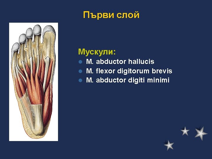 Първи слой Мускули: M. abductor hallucis l M. flexor digitorum brevis l M. abductor