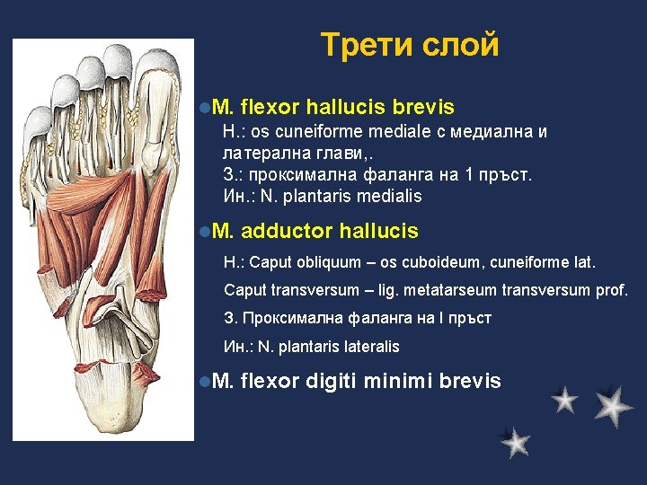 Трети слой l. M. flexor hallucis brevis Н. : os cuneiforme mediale с медиална