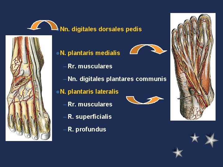 l. Nn. l. N. digitales dorsales pedis plantaris medialis – Rr. musculares – Nn.