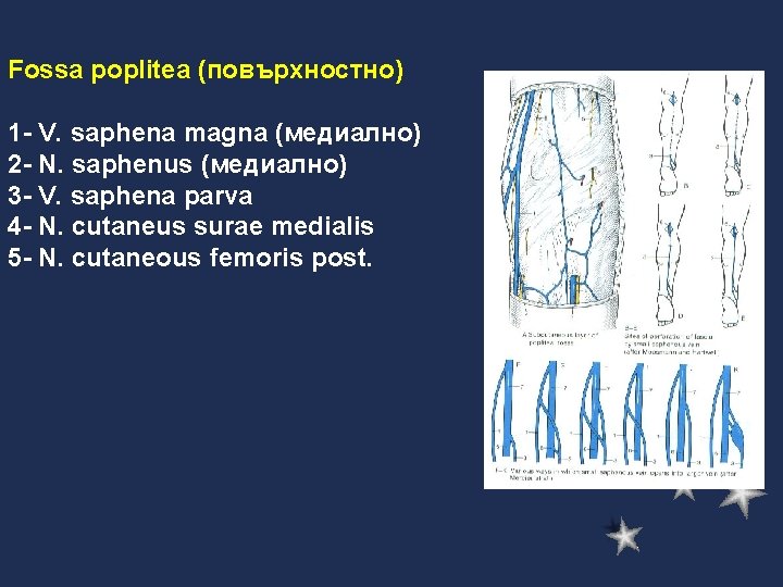 Fossa poplitea (повърхностно) 1 - V. saphena magna (медиално) 2 - N. saphenus (медиално)