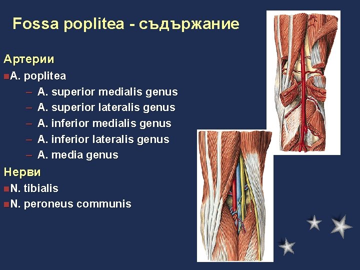 Fossa poplitea - съдържание Артерии n. A. poplitea – A. superior medialis genus –