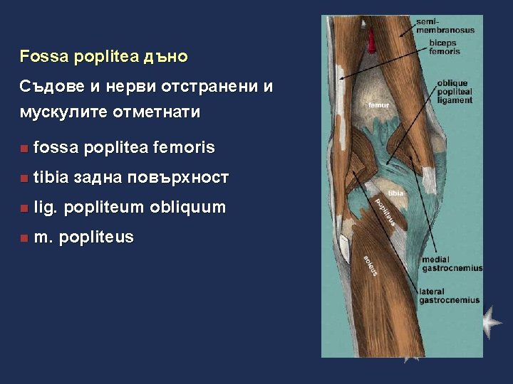 Fossa poplitea дъно Съдове и нерви отстранени и мускулите отметнати n fossa poplitea femoris