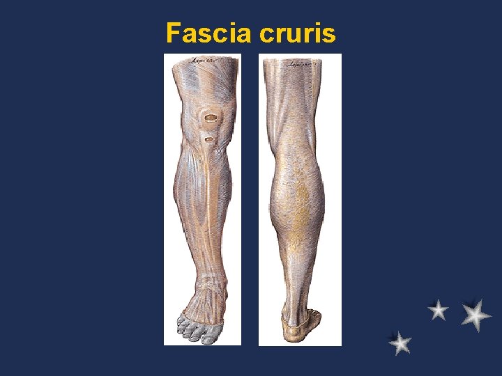 Fascia cruris 
