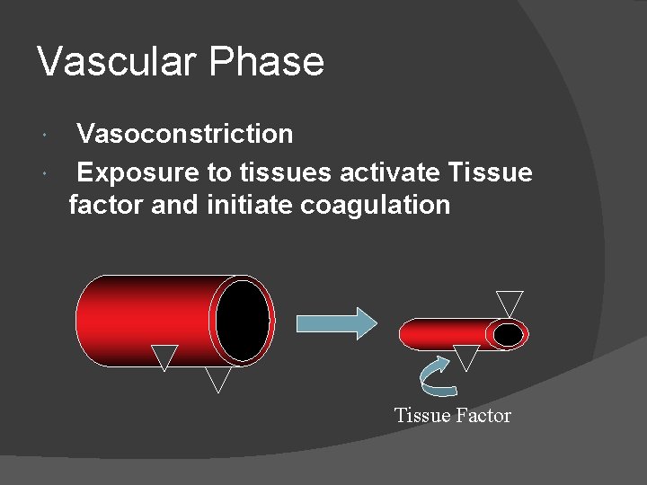 Vascular Phase Vasoconstriction Exposure to tissues activate Tissue factor and initiate coagulation Tissue Factor