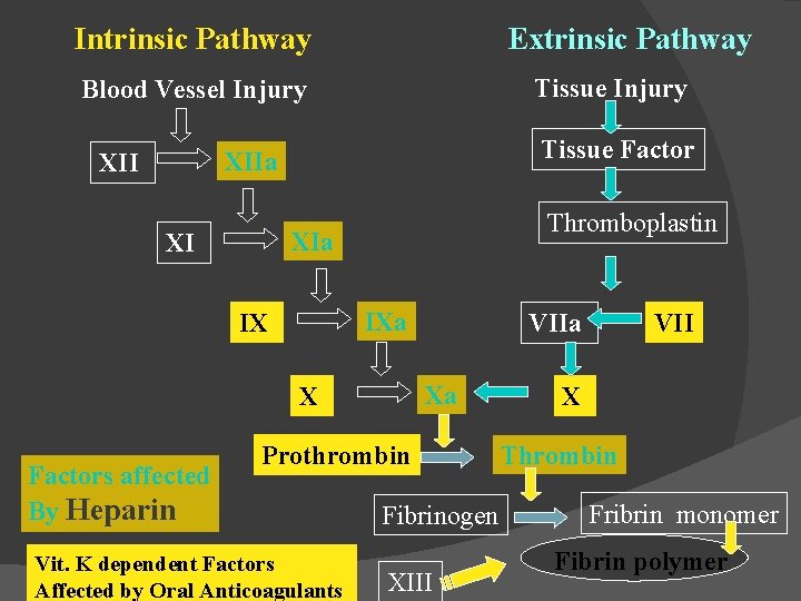 Intrinsic Pathway Extrinsic Pathway Tissue Injury Blood Vessel Injury Tissue Factor XIIa XII Thromboplastin