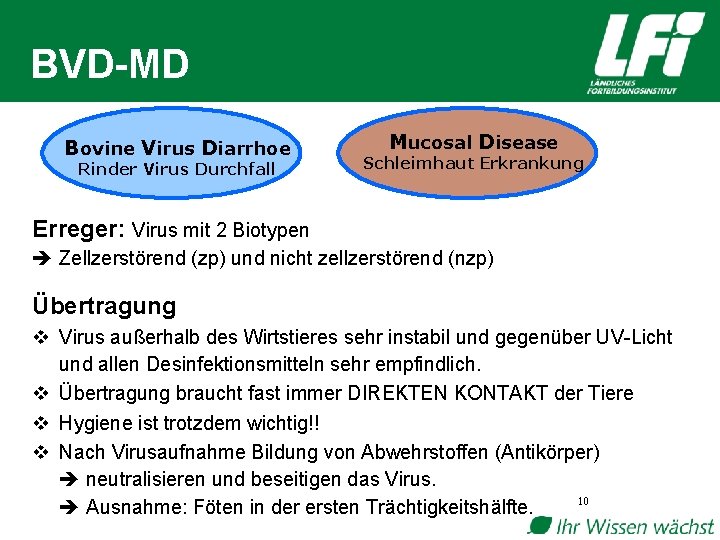 BVD-MD Bovine Virus Diarrhoe Rinder Virus Durchfall Mucosal Disease Schleimhaut Erkrankung Erreger: Virus mit