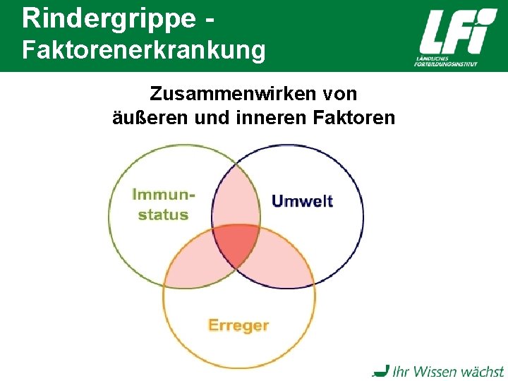 Rindergrippe Faktorenerkrankung Zusammenwirken von äußeren und inneren Faktoren 