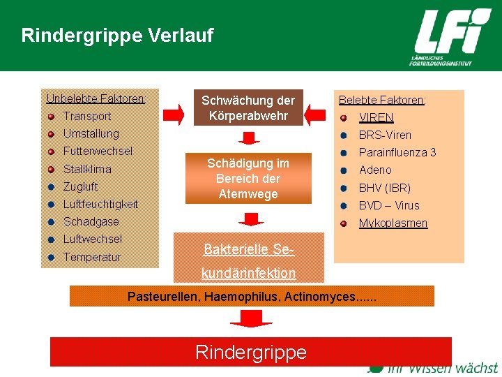 Rindergrippe Verlauf Unbelebte Faktoren: Transport Schwächung der Körperabwehr Belebte Faktoren: VIREN Umstallung BRS-Viren Futterwechsel