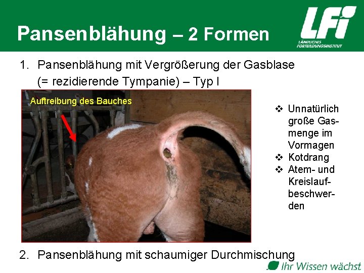 Pansenblähung – 2 Formen 1. Pansenblähung mit Vergrößerung der Gasblase (= rezidierende Tympanie) –
