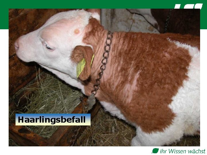 Haarlingsbefall 38 